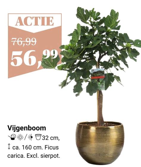 Vijgenboom Aanbieding Bij Tuincentrum Osdorp