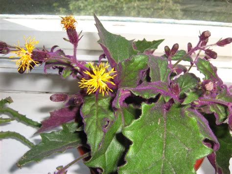 Вътрешно цвете на гинура: домашни грижи, как цъфти гинура