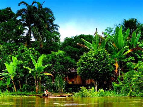 the amazon rainforest, south america | Amazonas peru, Selva peru, Río ...