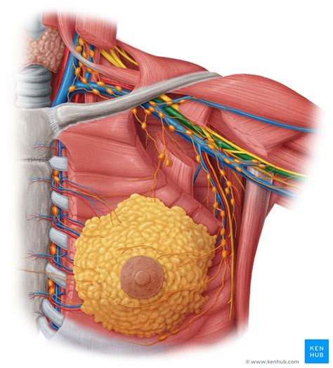 Axillary artery: Anatomy, branches and mnemonics | Kenhub