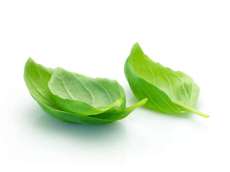 Basil Leaf PNG, Essential Oil Spotligh (75.85 Kb) Free PNG | HDPng