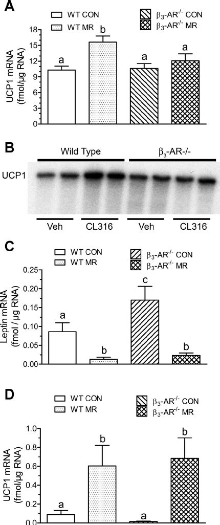 Regulation Of Uncoupling Protein UCP1 And Leptin MRNA In Brown