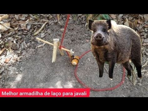 Como Fazer Uma Armadilha Para Pegar Javali Natureza Armadilha