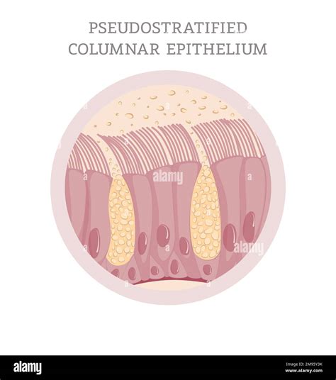 Ciliated Simple Columnar Epithelium Labeled