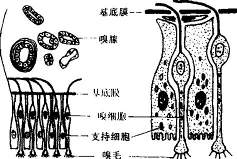 嗅细胞 运动医学 医学