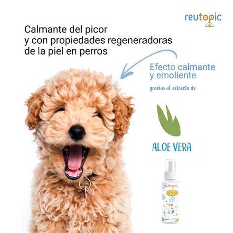 El Spray Amargo Funciona Para Perros