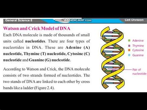 Explain Watson And Crick Model Of Dna With Appropriate Diagr