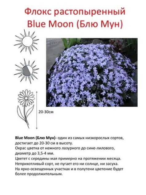 Флокс Звезда Фото И Описание – Telegraph