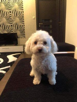 Bichon Frise Dogs and Puppies For Sale in the UK