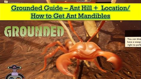 Grounded Ant Hill Location How To Get Ant Mandibles Youtube