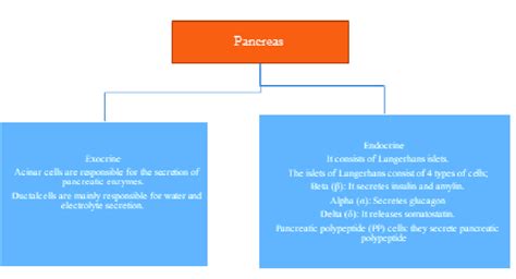 Description of the Exocrine and Endocrine Parts of the Pancreas (2,5 ...