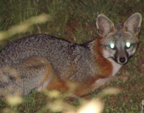 Mysterious Nocturnal Visitor Coyote Or Grey Fox