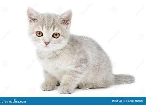 Scottish Straight Kitten on White Stock Image - Image of scottish