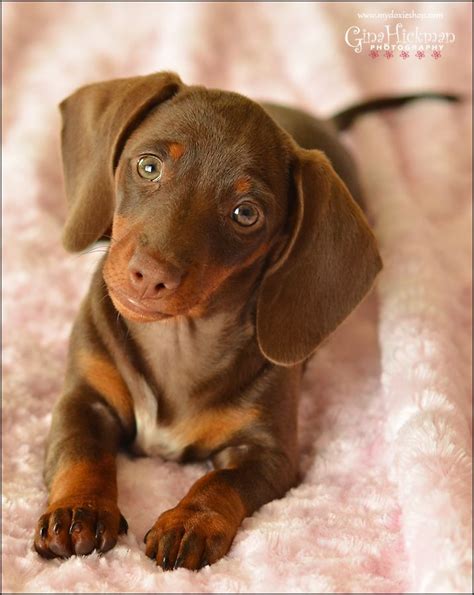 43 best Chocolate Dachshunds images on Pinterest | Dachshund dog ...