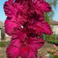 Купить луковицы гладиолусов в Минске c доставкой почтой по Беларуси ...