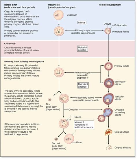 The Female Reproductive System Basicmedical Key