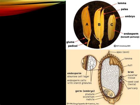 Gambar Struktur Benih Padi Gambar Struktur Benih Kacang Tanah 45