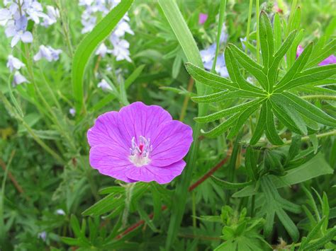 Герань кроваво-красная (Geranium sanguineum)