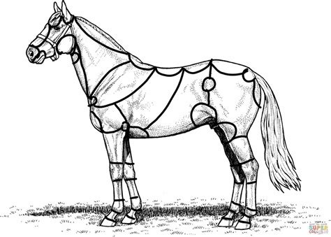 Horse Anatomy Diagram Quizlet