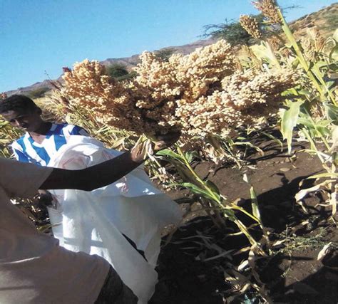 Full Article Evaluation Of Sorghum Sorghum Bicolor L Moench