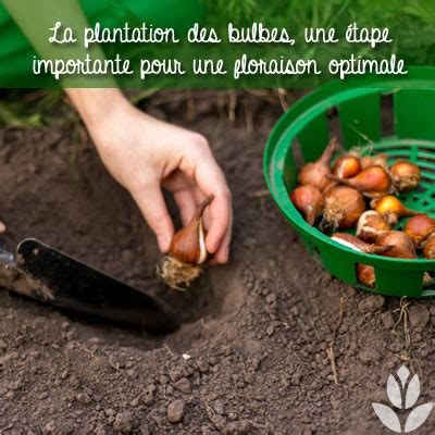 Les 5 Meilleurs Conseils Sur Les Bulbes Conseil Jardin Willemse