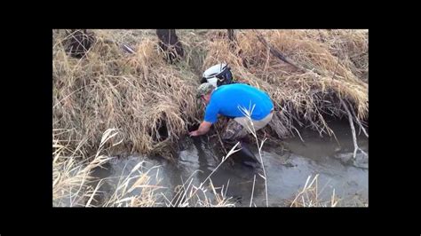 Muskrat Trapping Day 2 2012 Youtube