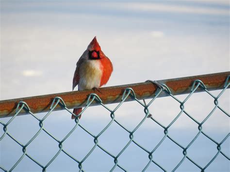 Gynandromorph Northern Cardinal Feederwatch