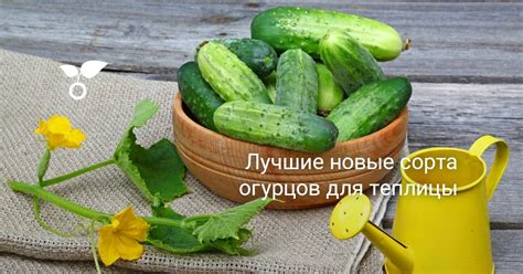 Лучшие новые сорта огурцов для теплицы. Сорта и гибриды для закрытого ...