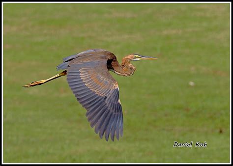 Purple Heron Juvenile Daniel Koh Singapore Flickr