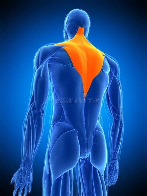 Trapezius Stock Illustrations 801 Trapezius Stock Illustrations