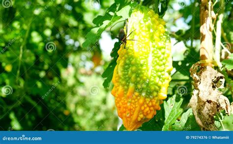 Bitter Gourd Hanging On A Vine In Garden Bitter Melon Momodica Stock