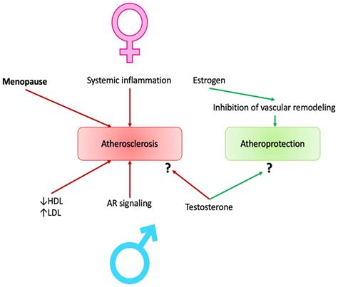 Sex Differences Define The Vulnerability To Atherosclerosis Anastasia V Poznyak Vasiliy N