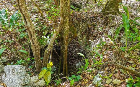 Walking Trekking Path At Cave Sinkhole Cenote Tajma Ha Mexico Stock