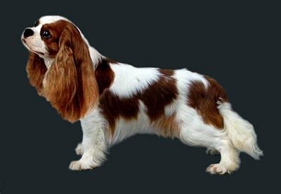 cavalier king charles spaniel grooming