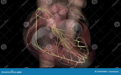 The Network of Nerves Supplying the Heart is Called the Cardiac Plexus ...