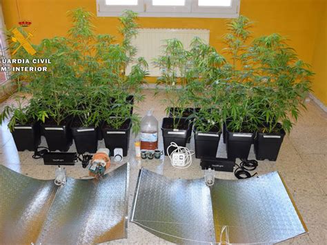 La Guardia Civil Descubre Una Plantaci N De Marihuana Al Detener A Un