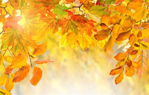 Colorful Autumn Leaves Hd Wallpapers Wallpaper Cave