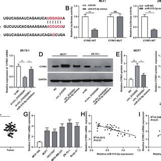 Circ Expression Was Up Modulated In Breast Cancer Tissues And