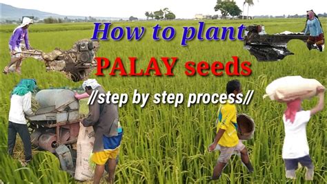 How To Plant Palay Seeds Step By Step Process YouTube