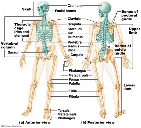 Bones Connected To Each Other Diagram Skeleton Skeletal Syst