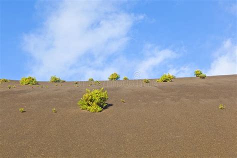 Sparse Vegetation On Volcanic Ground In Timanfaya National Park