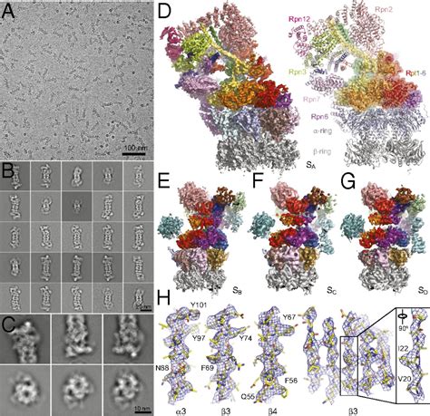 Structural Basis For Dynamic Regulation Of The Human 26s Proteasome Pnas