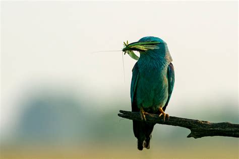 Jigsaw Photography Ltd | Hungary Wildlife Trip