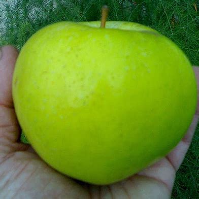 Яблоня Народная