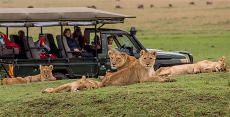 3 Days Serengeti Wildlife Safari- Africa Adventure Vacations