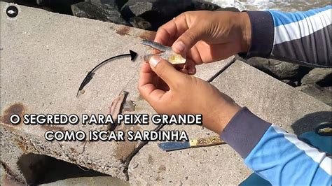 Formas De Como Iscar A Sardinha Para Pesca De Praia Youtube