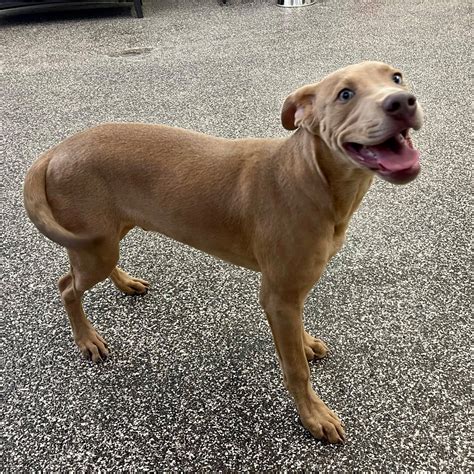 mesquite animal adoption center 6
