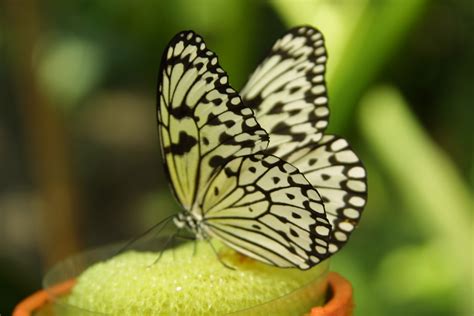 West Michigan Weekly Butterflies Are Blooming