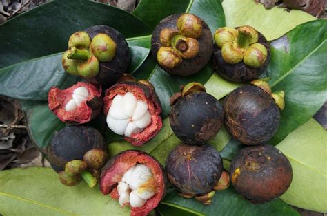 Mangosteen - Garcinia mangostana - THE OUTDOOR CIRCLE