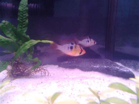 My Blue Ram (Mikrogeophagus.ramirezi) Breeding Log | The Planted Tank Forum